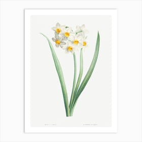 Narcissus From La Botanique De J Art Print