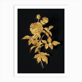 Vintage One Hundred Leaved Rose Botanical in Gold on Black n.0444 Art Print