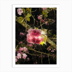 Japaneese Cheery Art Print