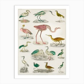 Collection Of Various Flightless Birds, Oliver Goldsmith Art Print