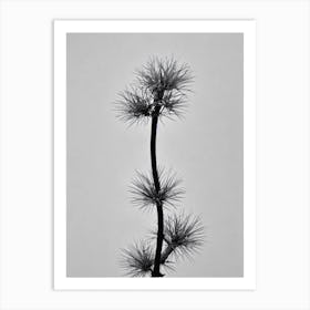 Cypress B&W Pencil 1 Flower Art Print