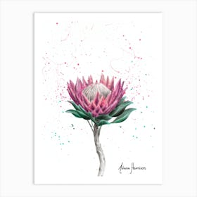 Sugarbush Flower Art Print