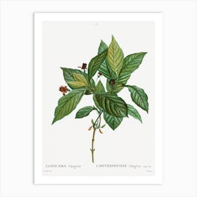 Alpine Honeysuckle, Pierre Joseph Redoute Art Print