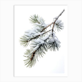 Pine Branch Covered in Snow 2 Art Print