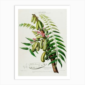 Guava Fruit 2 Art Print