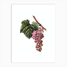 Vintage Grape Vine Botanical Illustration on Pure White Art Print