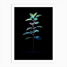 Plant In The Dark Art Print