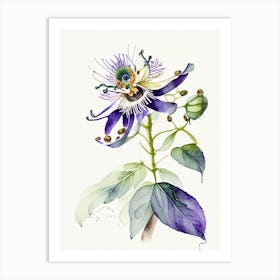Passion Flower Herb Minimalist Watercolour 2 Art Print