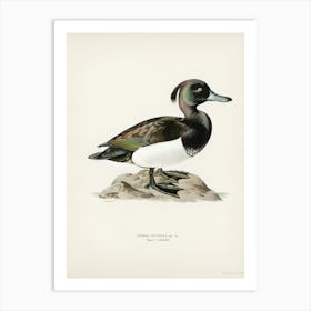 Ferruginous Duck Male (Nyroca Fuligule), The Von Wright Brothers Art Print