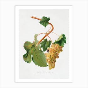 Vermentino Grapes (Vitis Ligustica Feracissima) From Pomona Italiana (1817 1839), Giorgio Gallesio 1 Art Print