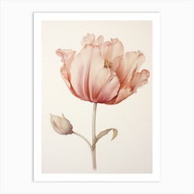 Pressed Flower Botanical Art Tulip 2 Art Print