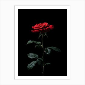 Single Red Rose On Black Background 10 Art Print