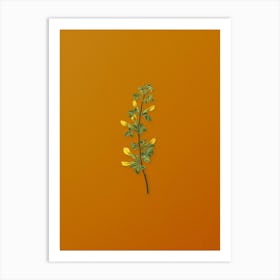 Vintage Common Cytisus Botanical on Sunset Orange n.0750 Art Print