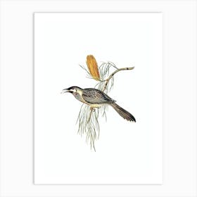 Vintage Wattled Honeyeater Bird Illustration on Pure White n.0072 Art Print