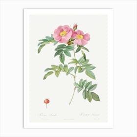 Rosa Lucida, Also Known As Shining Rose, Pierre Joseph Redoute Art Print