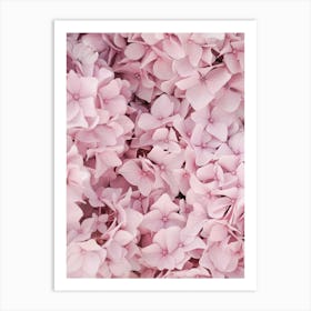 Pink Hydrangea Blossom Art Print