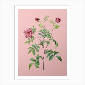 Vintage Cinnamon Rose Botanical on Soft Pink n.0562 Art Print