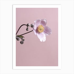 Anemone Flower Art Print