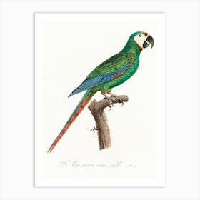 The Blue Winged Macaw From Natural History Of Parrots, Francois Levaillant 1 Art Print