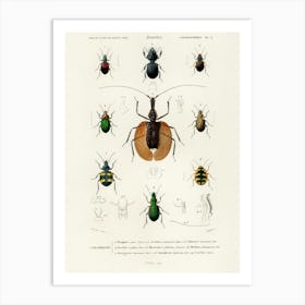 Different Types Of Beetles, Charles Dessalines D'Orbigny 11 Art Print