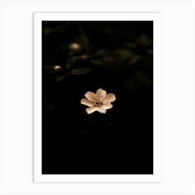 Flower In The Dark 61 Art Print