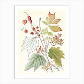 Ginseng Spices And Herbs Pencil Illustration 1 Art Print