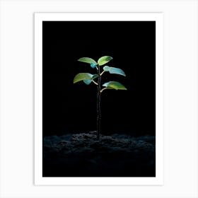 Young Tree In The Dark 3 Art Print