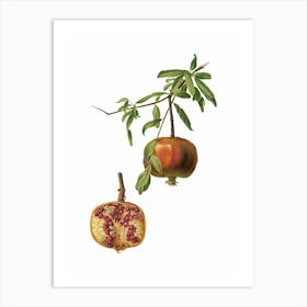 Vintage Pomegranate Botanical Illustration on Pure White n.0012 Art Print