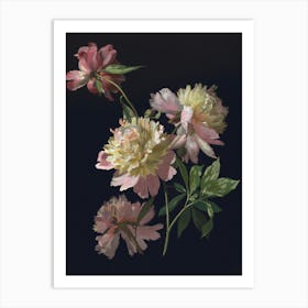 Peonies 3 Art Print