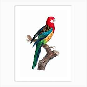 Vintage Eastern Rosella Bird Illustration on Pure White n.0023 Art Print