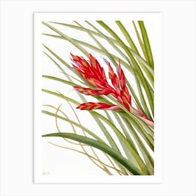 Red Air Plant Art Print