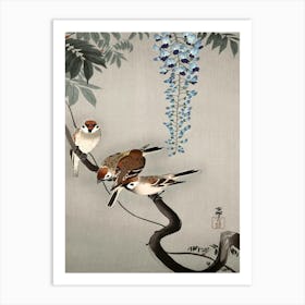 Ring Sparrows At Wisteria (1900 1936), Ohara Koson Art Print