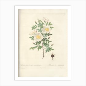 Rose Illustration, Pierre Joseph Redoute (4) Art Print