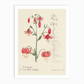 Lily, Familie Der Cacteen Art Print