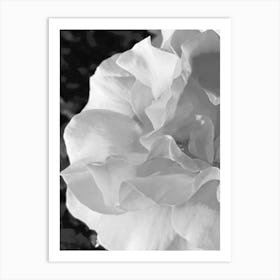 Black And White Rose 1 Art Print