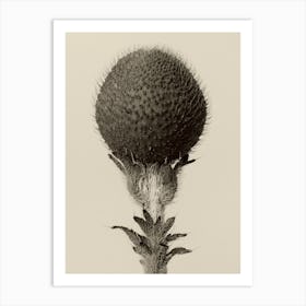 Thorned Bulbous Plant, Karl Blossfeldt Art Print