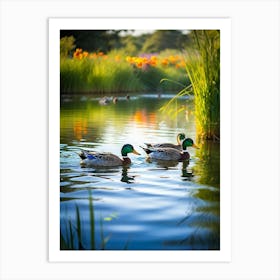 Mallard Ducks In Pond Art Print