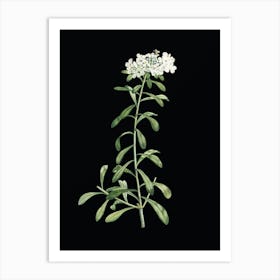 Vintage Small White Flowers Botanical Illustration on Solid Black n.0955 Art Print