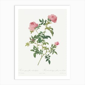 Hundred Petalled English Rose, Pierre Joseph Redoute Art Print