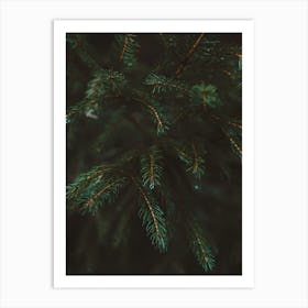 Pine Tree Details Art Print