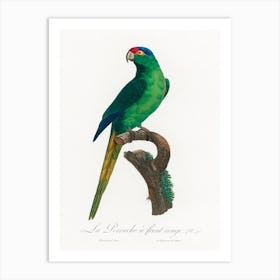 The Red Crowned Parakeet From Natural History Of Parrots, Francois Levaillant Art Print