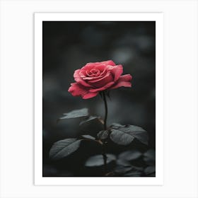 Dark Rose 84 Art Print