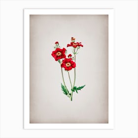 Vintage Chilian Guem Flower Botanical on Parchment Art Print