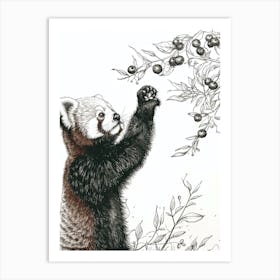 Red Panda Standing And Reaching For Berries Ink Illustration 3 Art Print