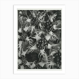 Fringe Cups(1928), Karl Blossfeldt Art Print