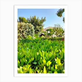 Garden With Trees And Shrubs in winter, Summer, Spring blossom floral and beautiful botanical gardens and green leaves Art Print