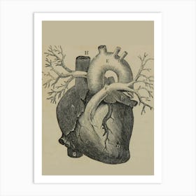 Anatomy Of The Heart Art Print