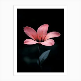 Pink Flower 5 Art Print