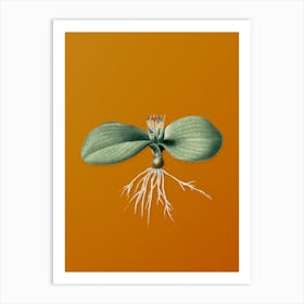 Vintage Massonia Pustulata Botanical on Sunset Orange n.0178 Art Print