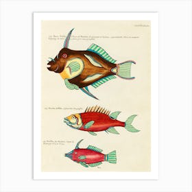 Colourful And Surreal Illustrations Of Fishes Found In Moluccas (Indonesia) And The East Indies, Louis Renard(57) Art Print